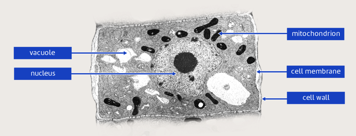 Onion Root Cell Labeled Organelles - Nakiroe